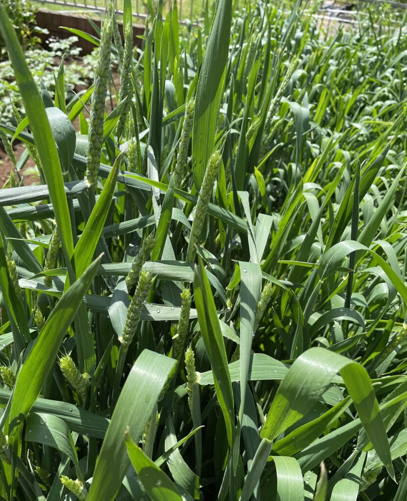 自給自足的家庭農園 小麦を育てる
