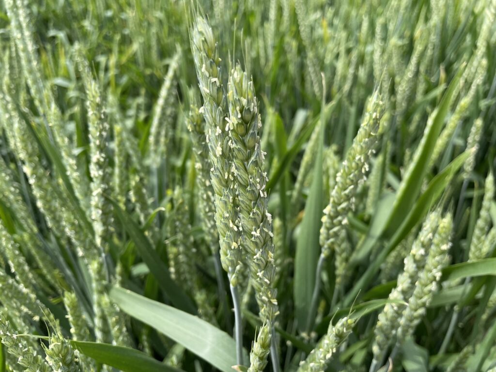 自給自足的家庭農園 小麦を育てる