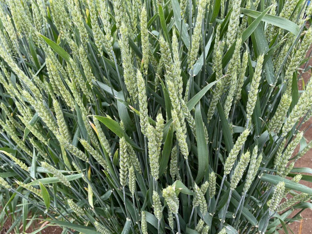 自給自足的家庭農園 小麦を育てる