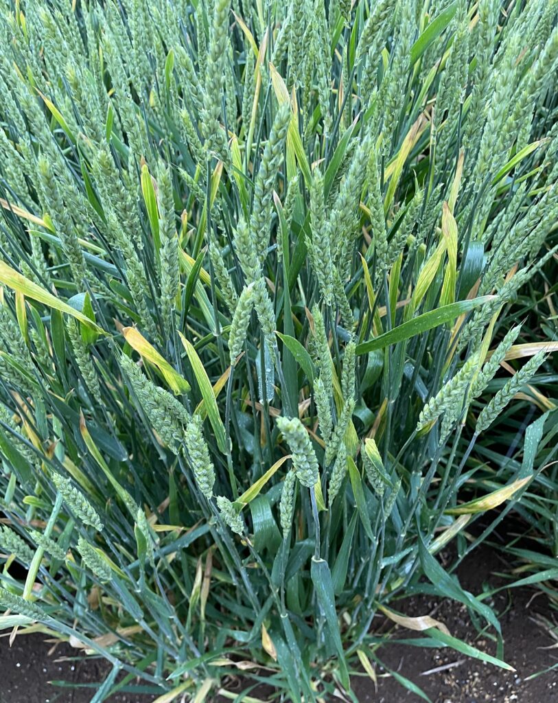 自給自足的家庭農園 小麦を育てる