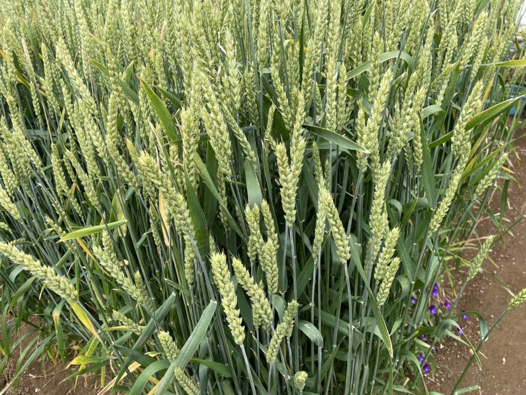 自給自足的家庭農園 小麦を育てる