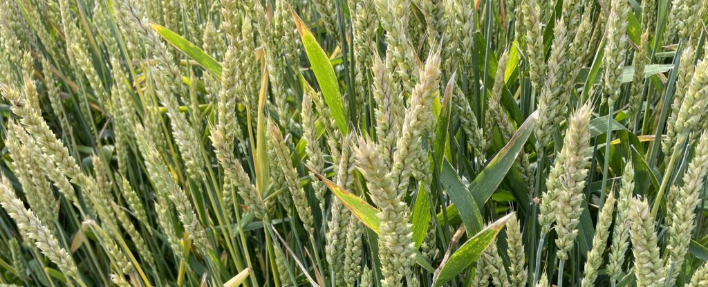 自給自足的家庭農園 小麦を育てる