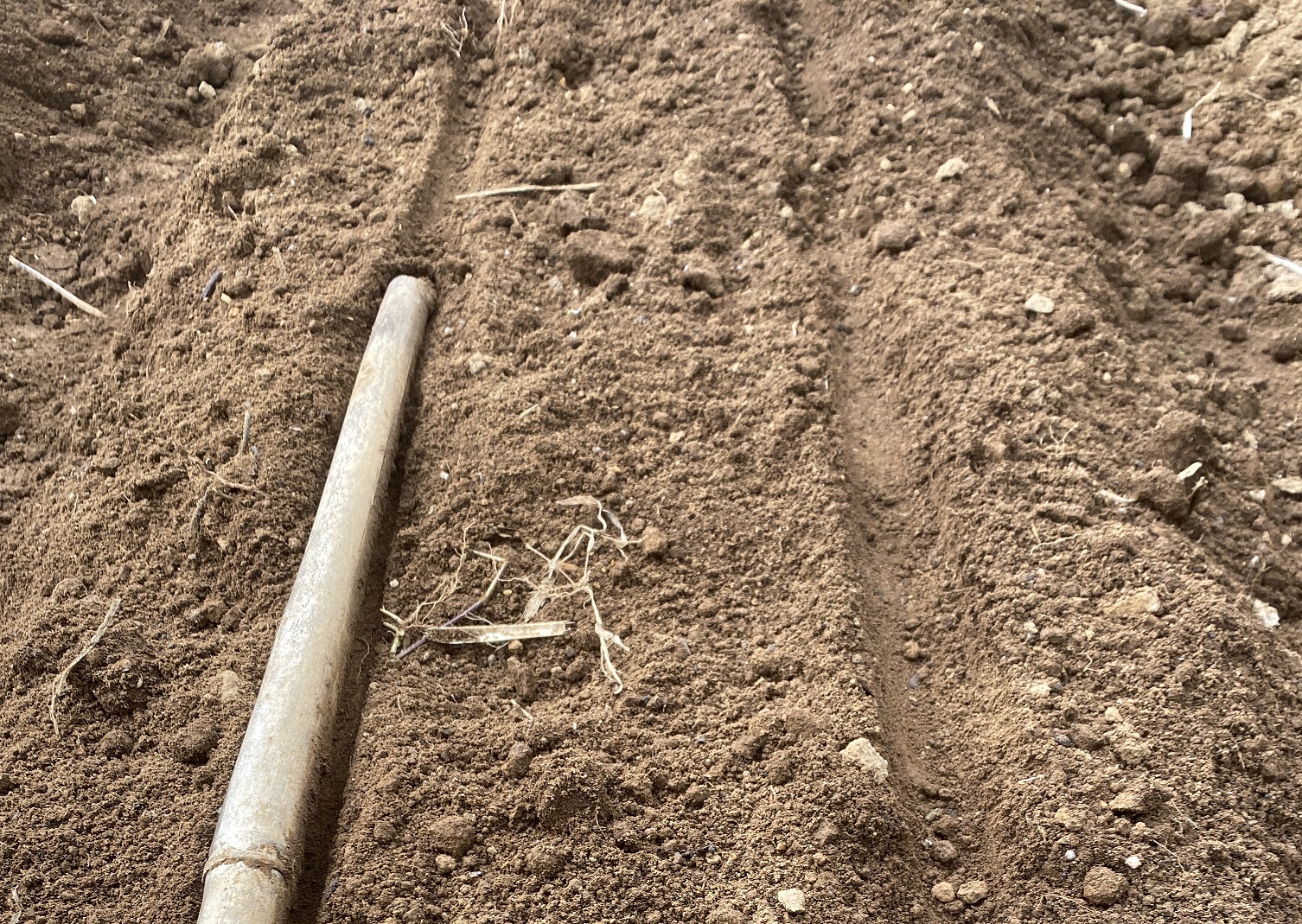 自給自足的家庭農園 小麦を育てる