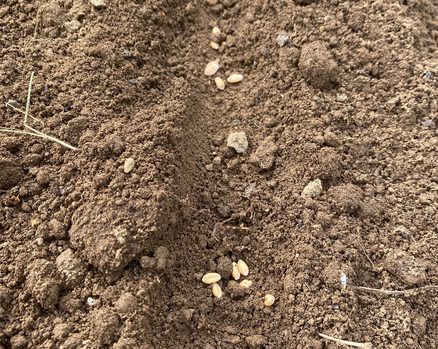 自給自足的家庭農園 小麦を育てる