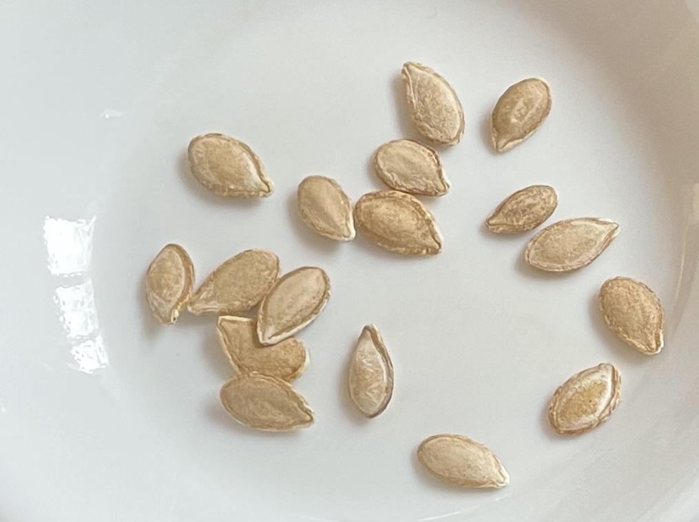 butternut squash バターナッツかぼちゃ　種