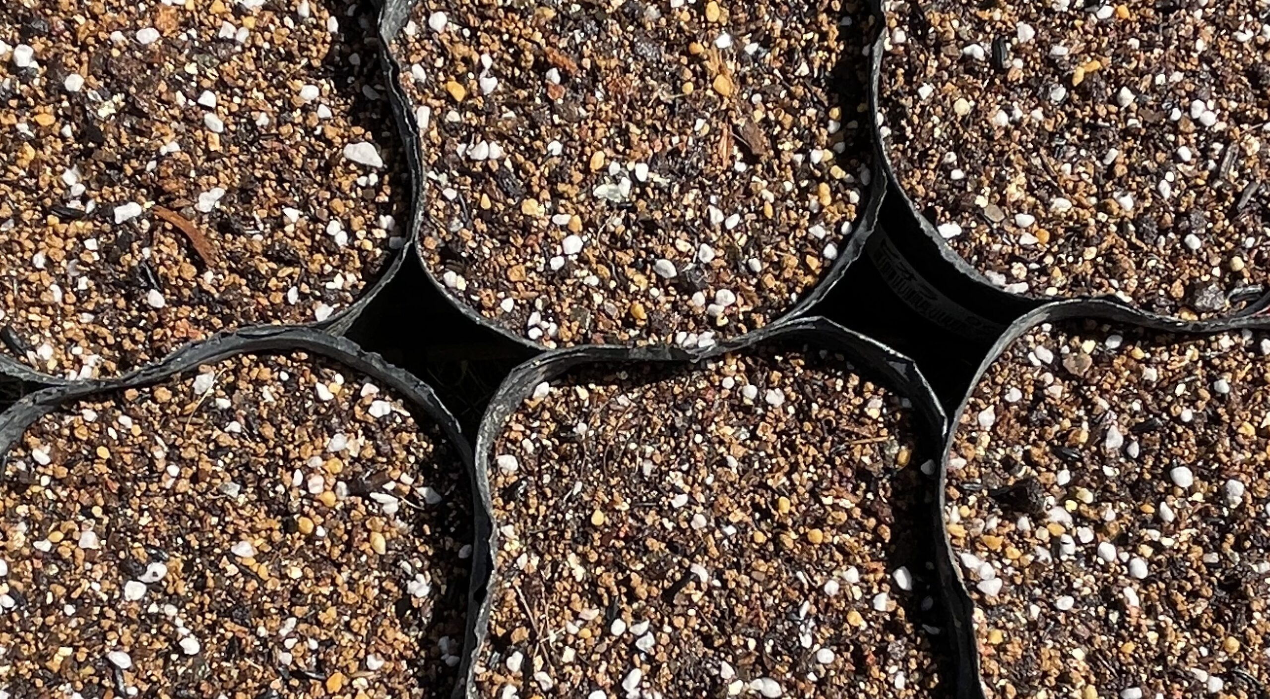 butternut squash バターナッツかぼちゃ