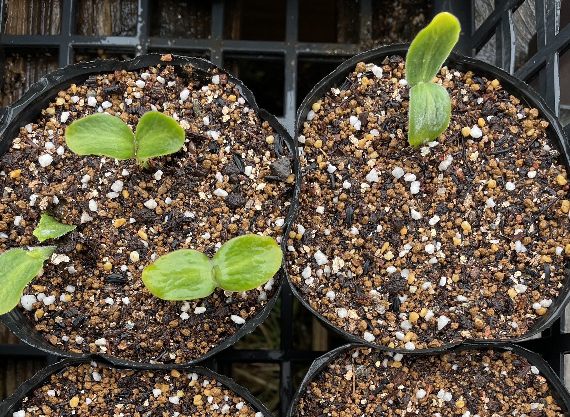 butternut squash バターナッツかぼちゃ