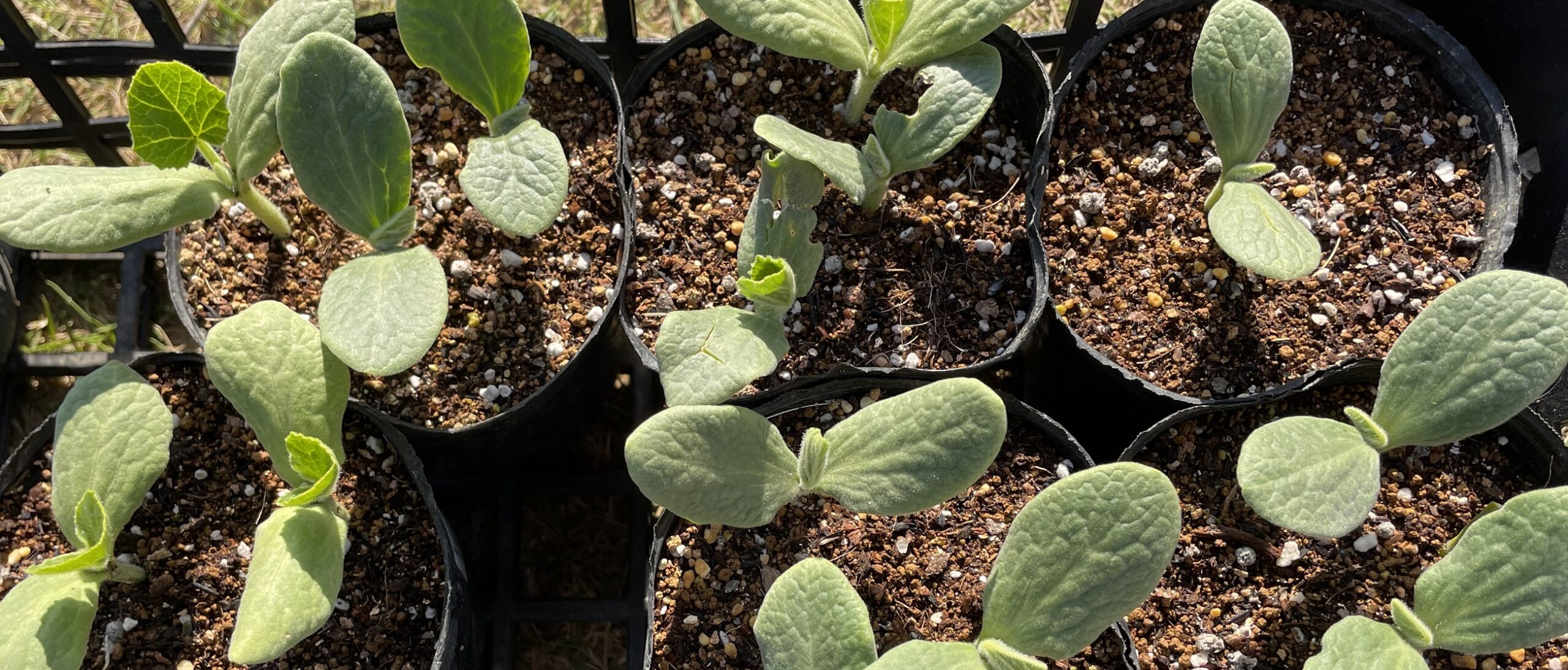 butternut squash バターナッツかぼちゃ