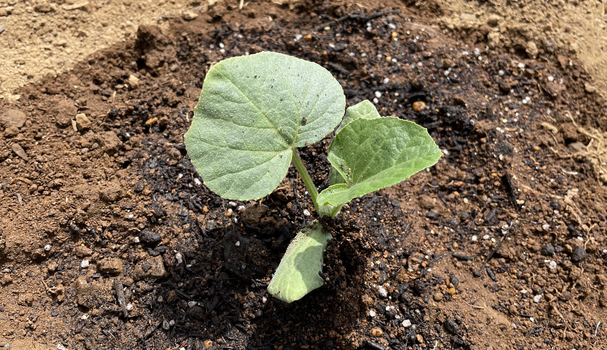 butternut squash バターナッツかぼちゃ