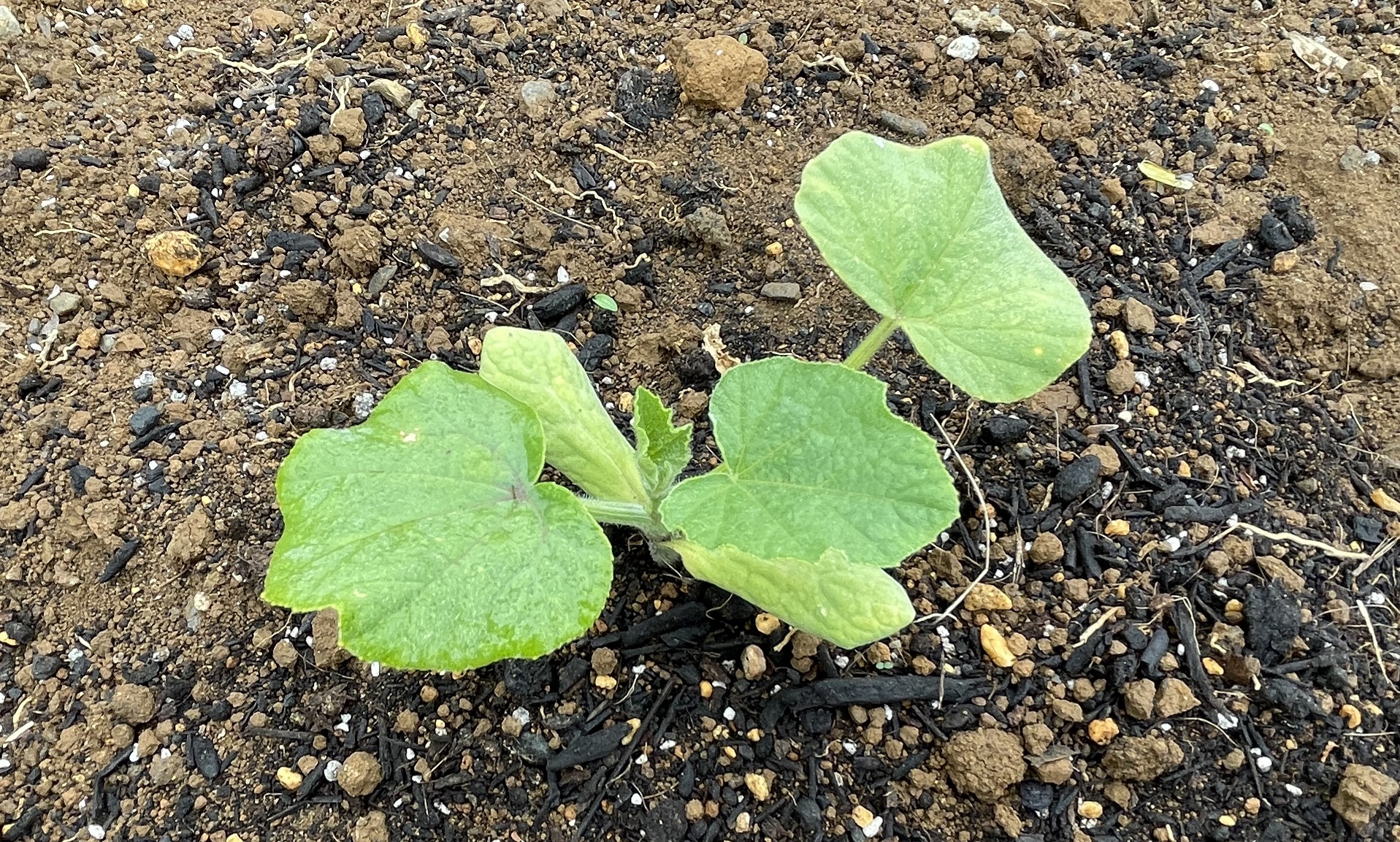 butternut squash バターナッツかぼちゃ