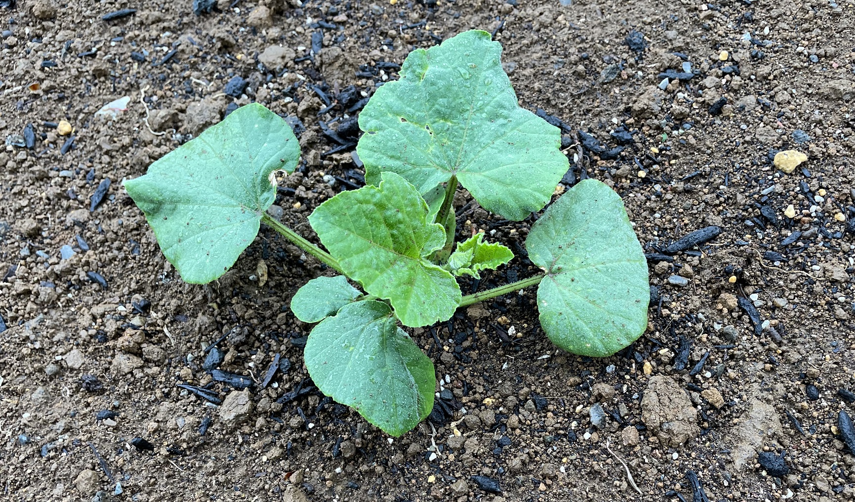 butternut squash バターナッツかぼちゃ