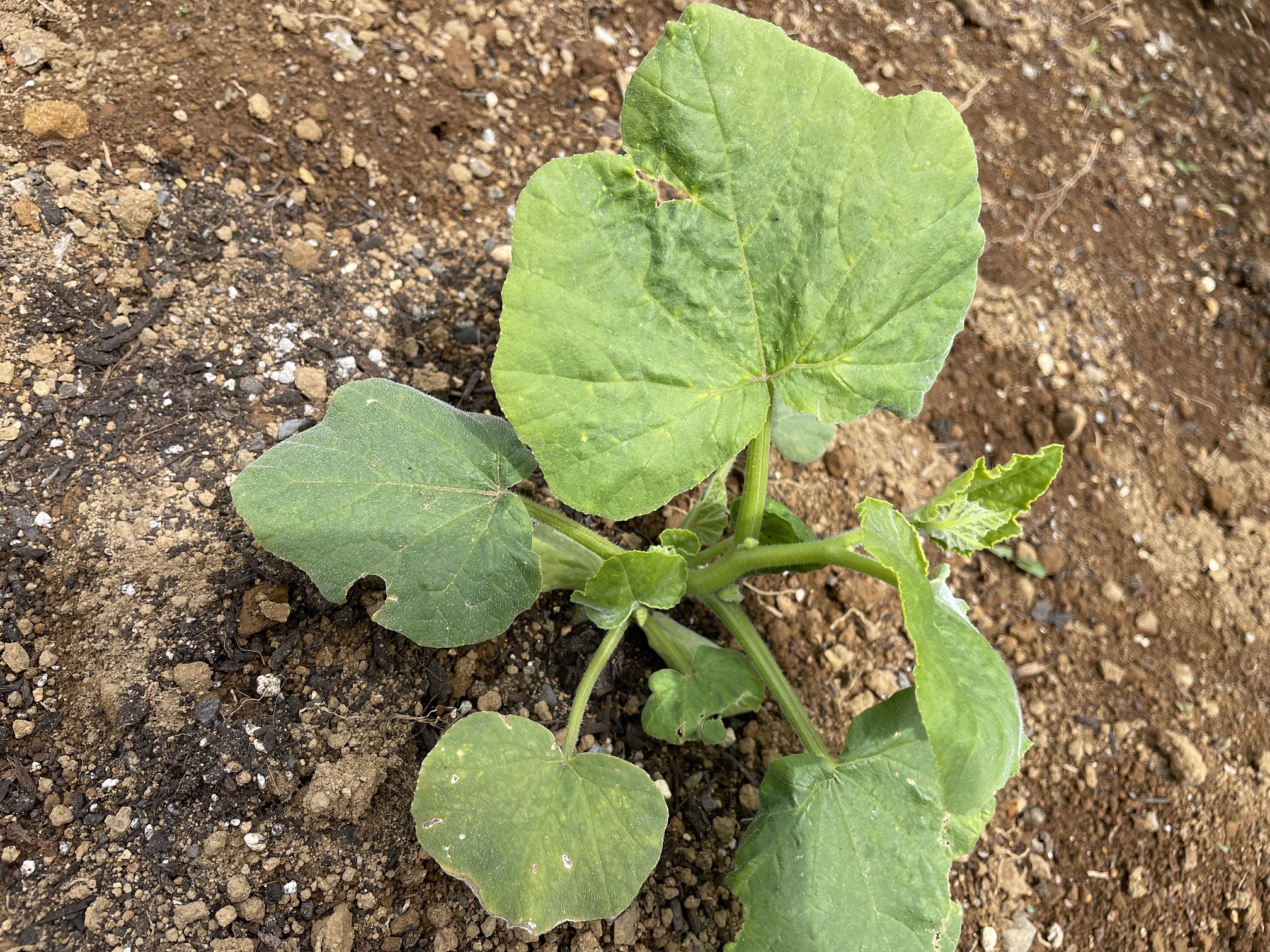 butternut squash バターナッツかぼちゃ