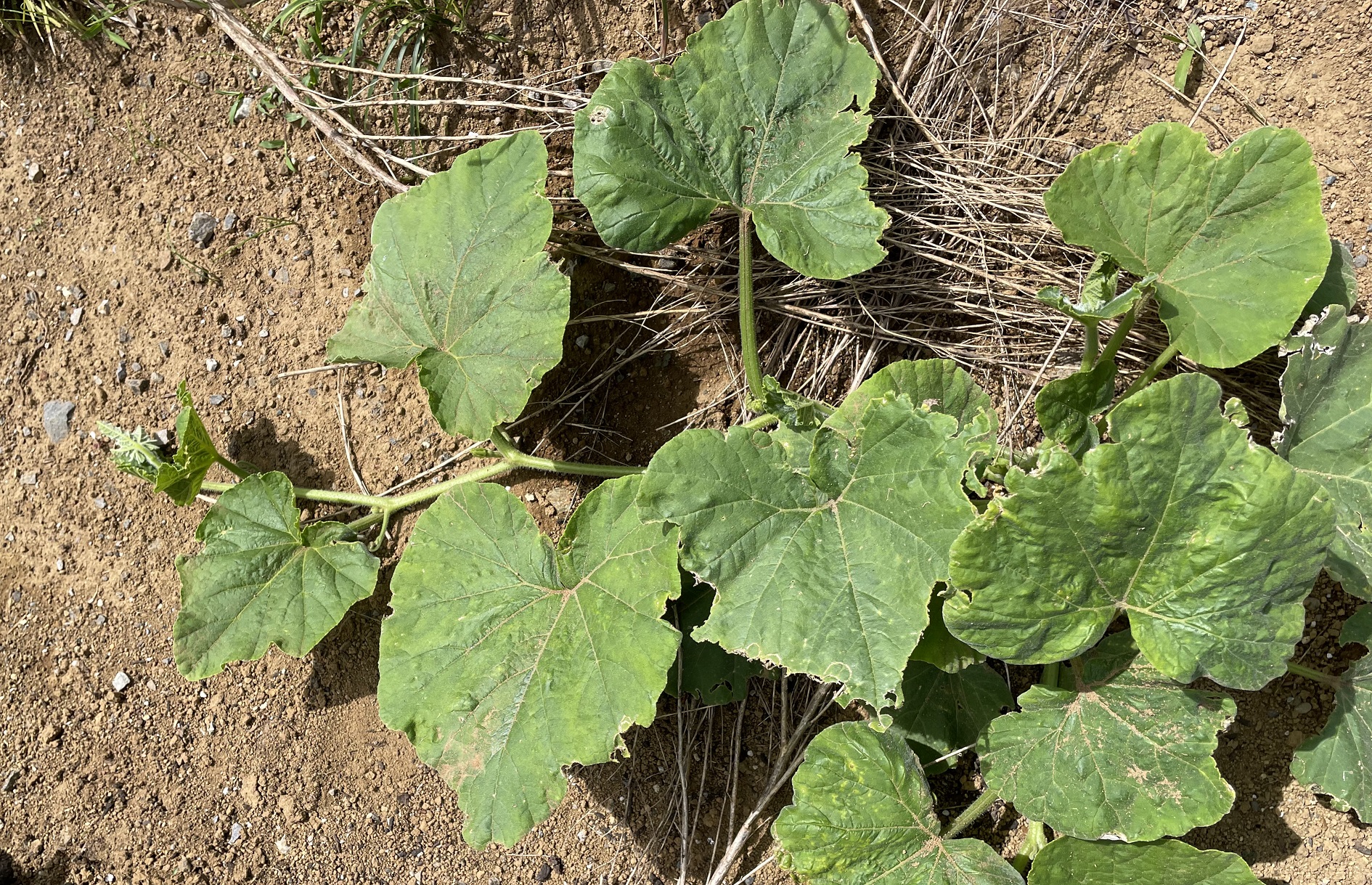 butternut squash バターナッツかぼちゃ