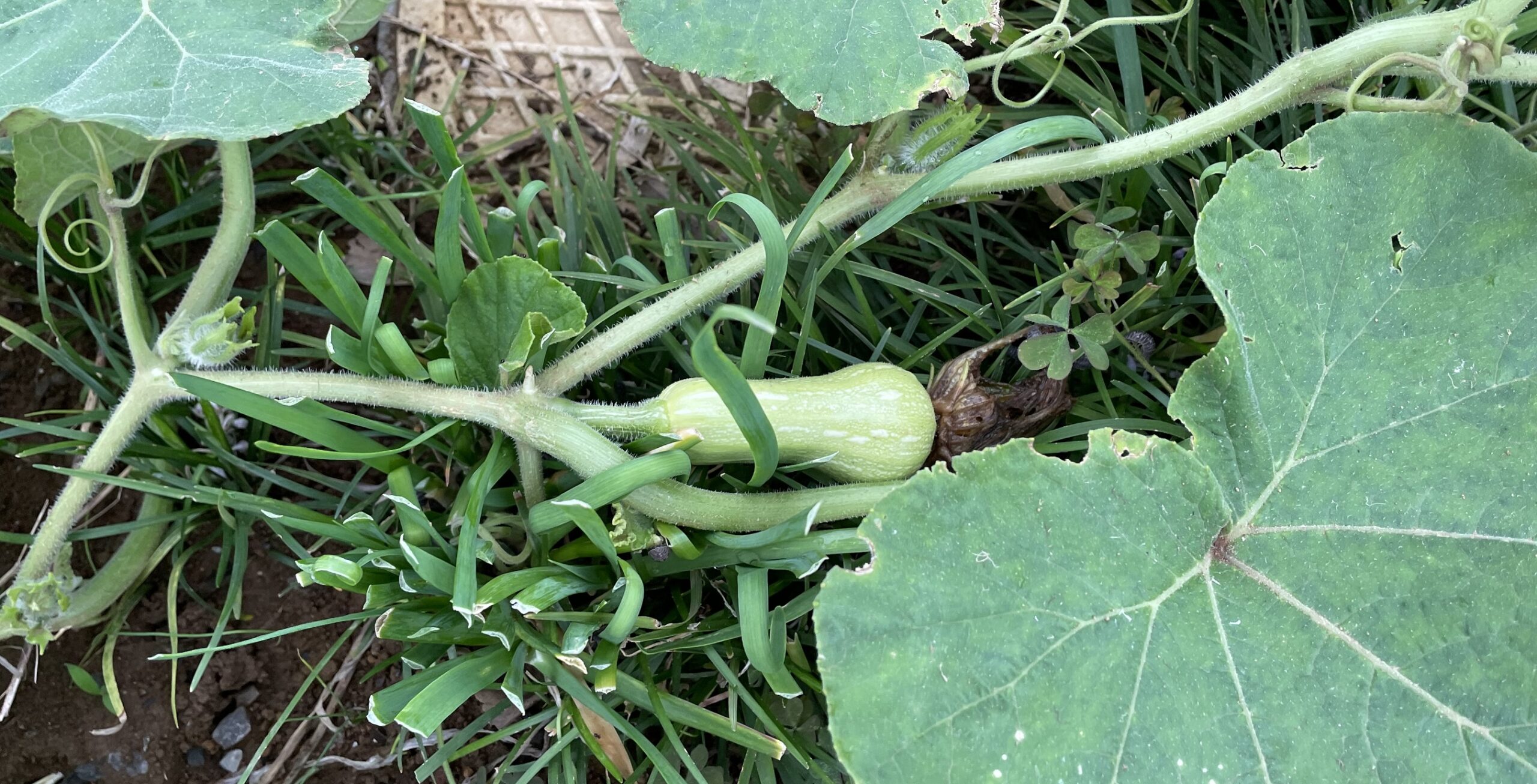 butternut squash バターナッツかぼちゃ