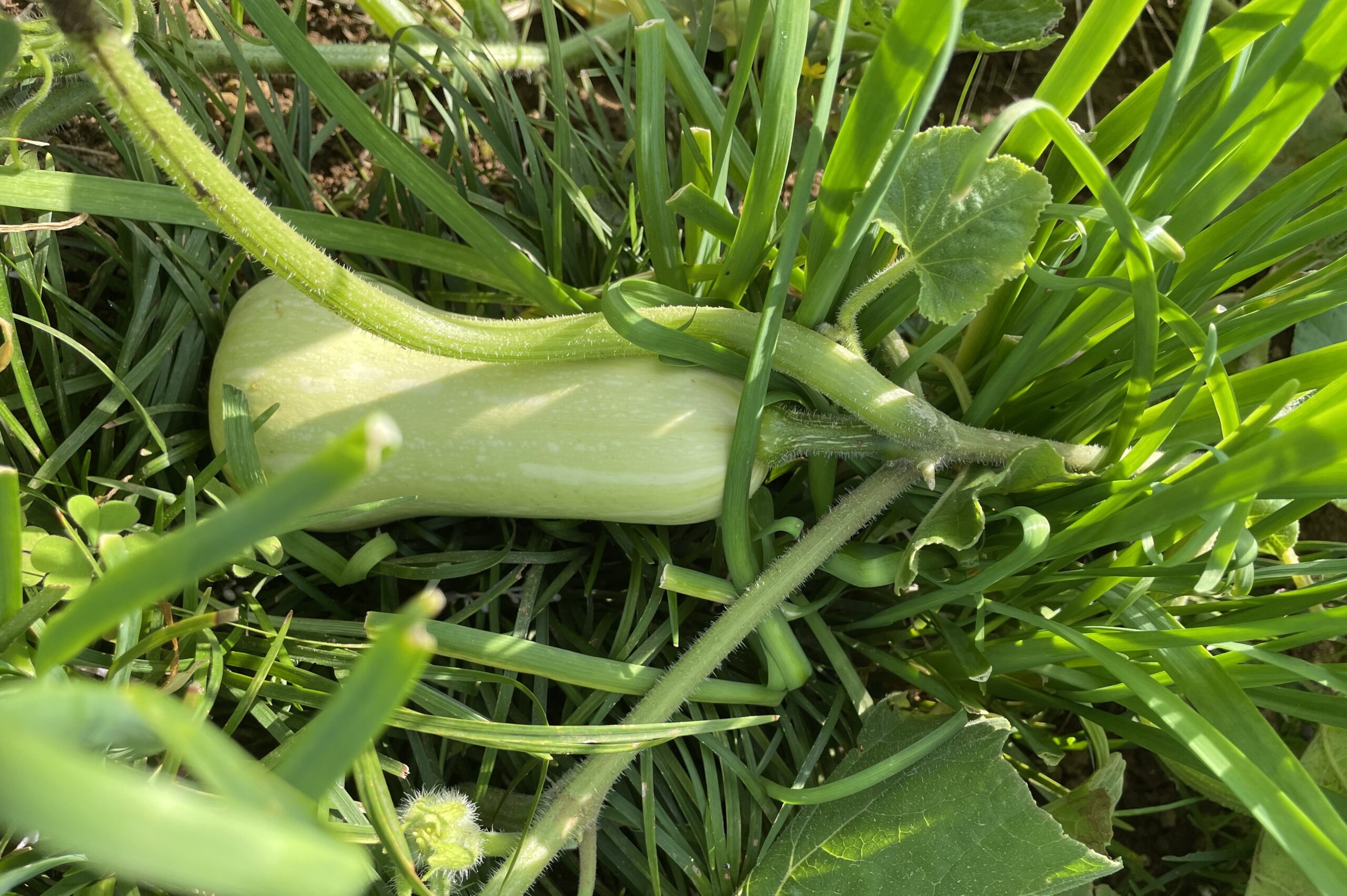 butternut squash バターナッツかぼちゃ