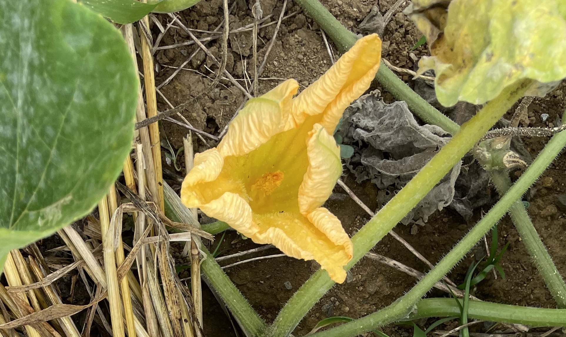 butternut squash バターナッツかぼちゃ　花