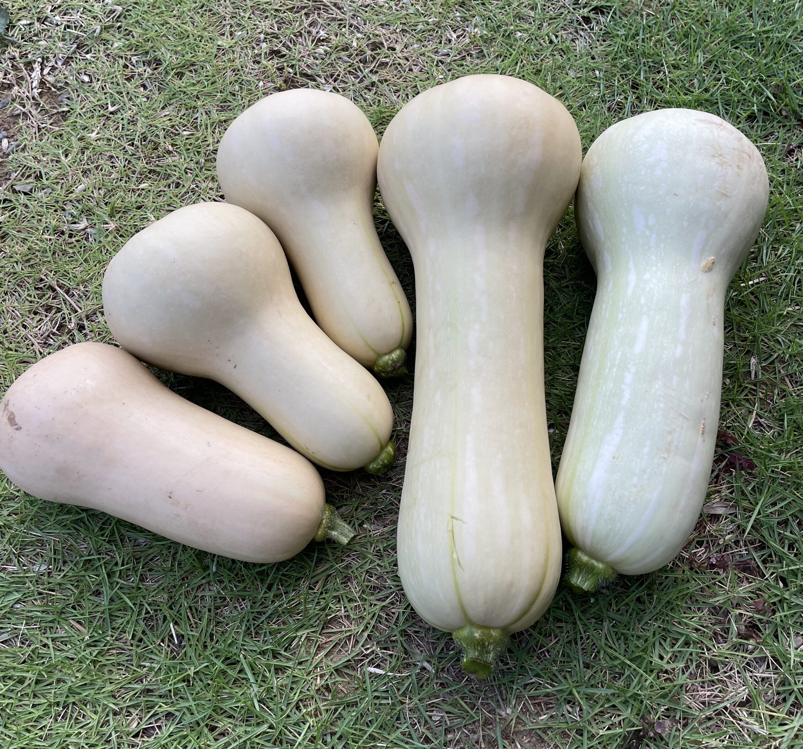 butternut squash バターナッツかぼちゃ