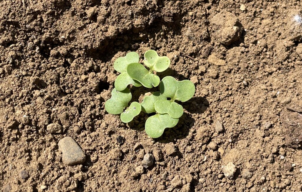 Chinese cabbage 白菜