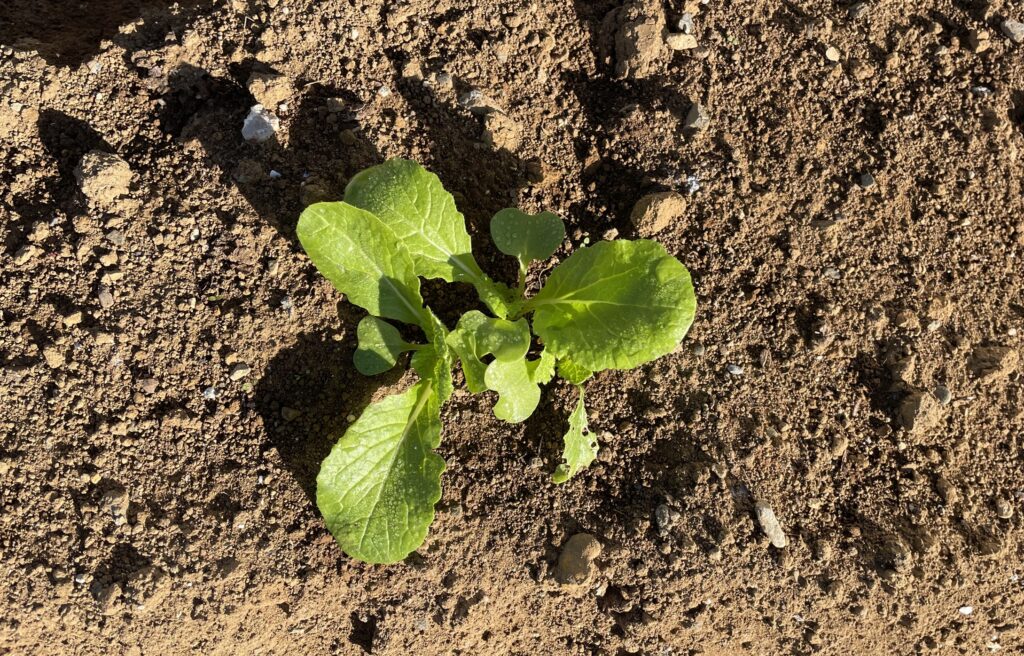 Chinese cabbage 白菜