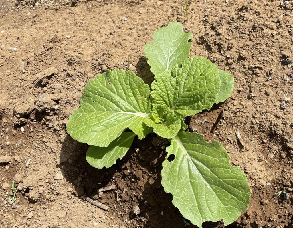 Chinese cabbage 白菜