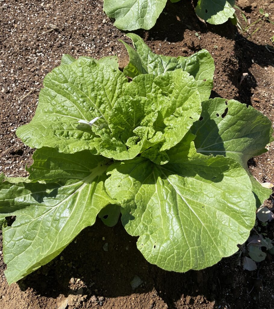 Chinese cabbage 白菜