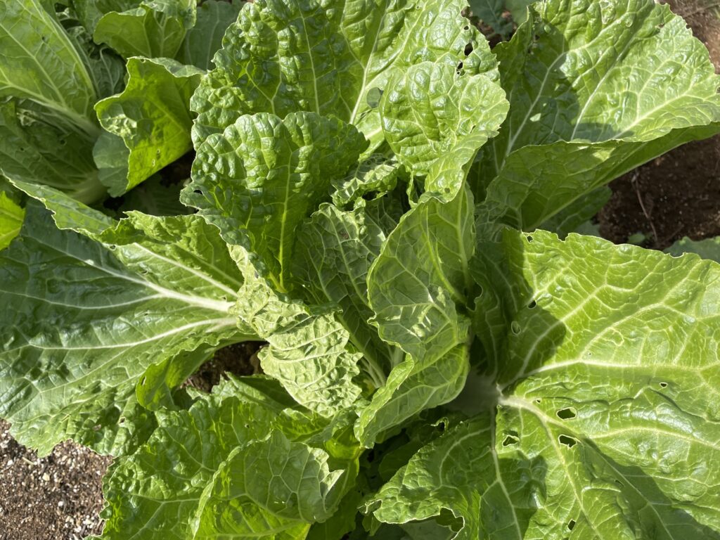 Chinese cabbage 白菜