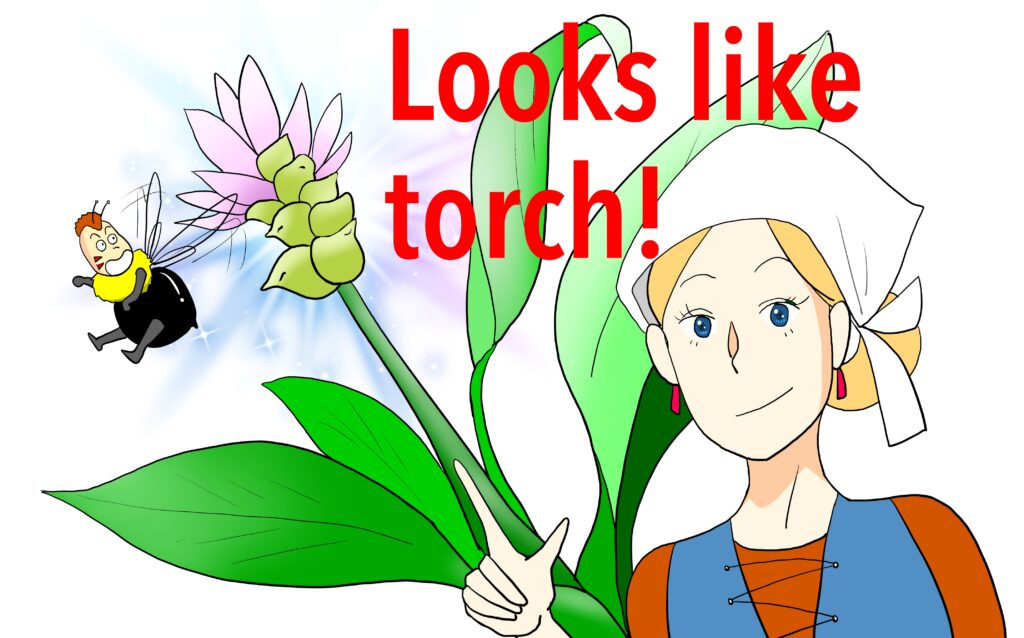 Curcuma　クルクマ　ミーシャ＆ハチベエ