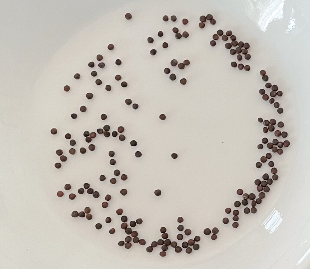 Chinese cabbage　白菜