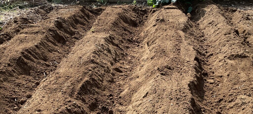 Chinese cabbage 白菜