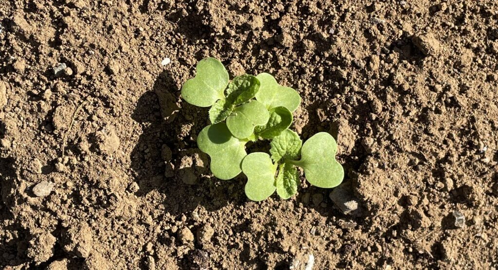 Chinese cabbage 白菜