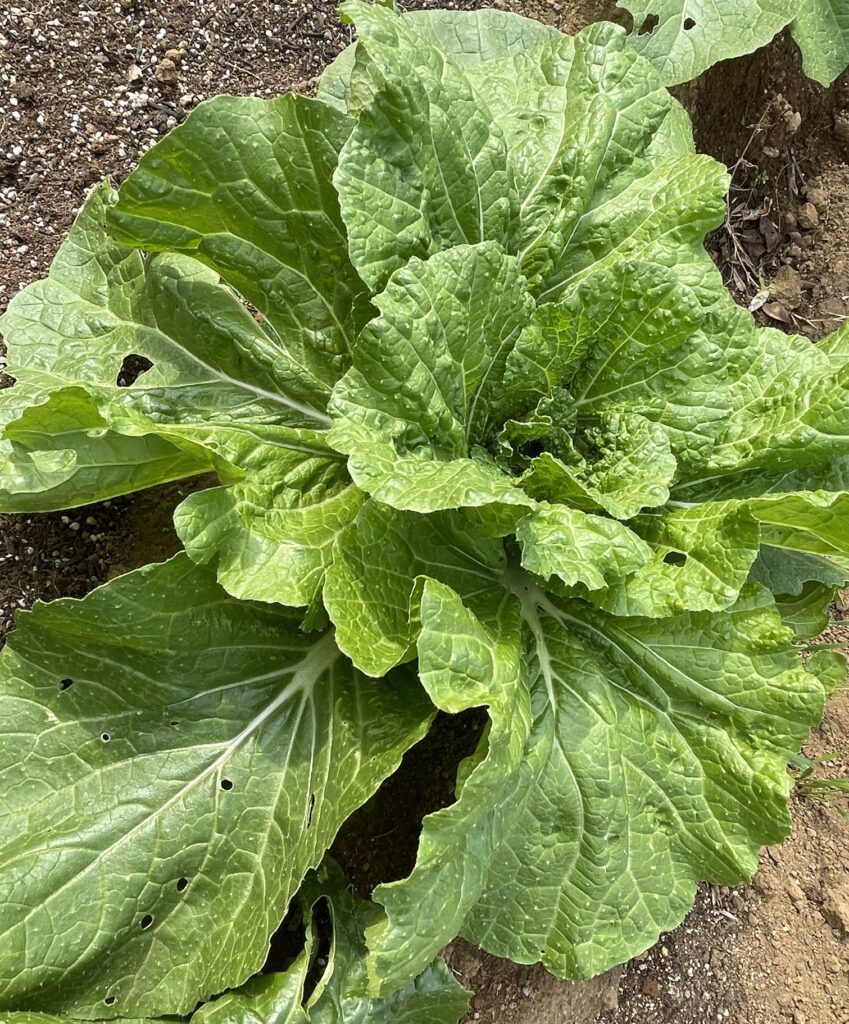 Chinese cabbage 白菜