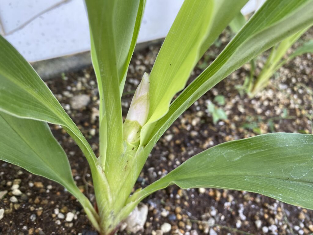 Curcuma　クルクマ