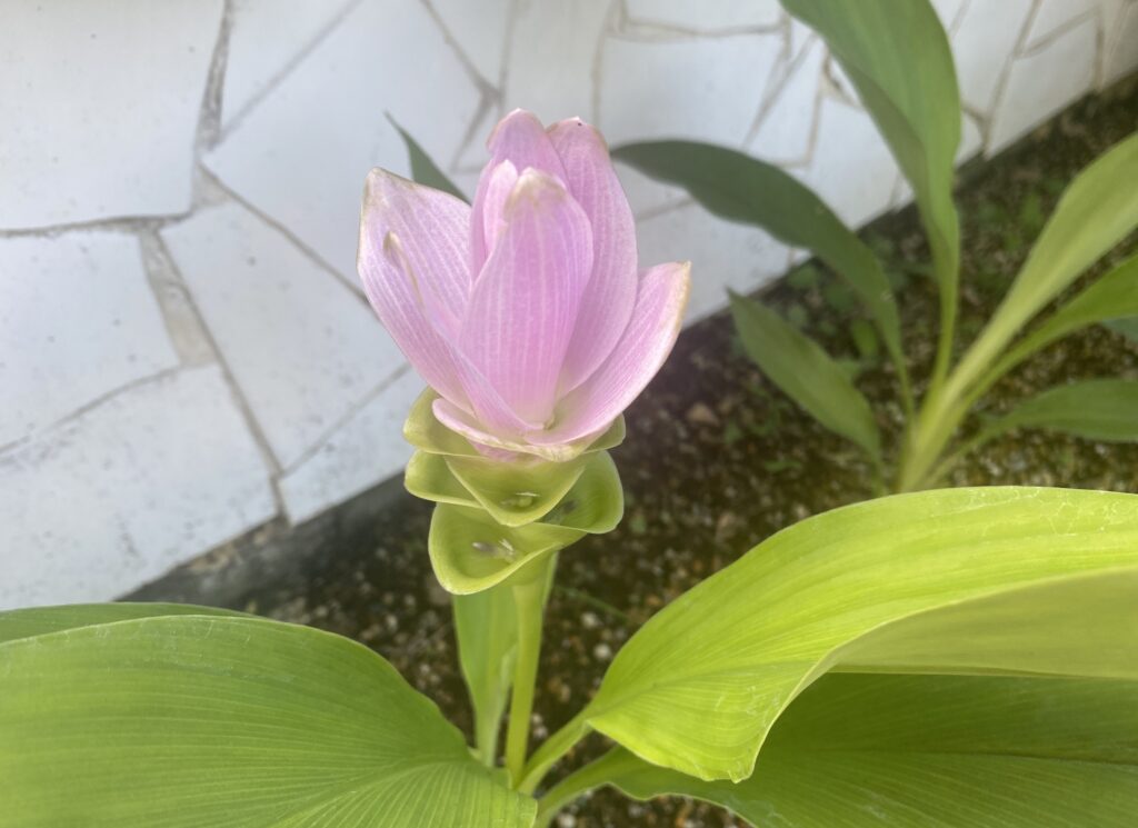 Curcuma　クルクマ