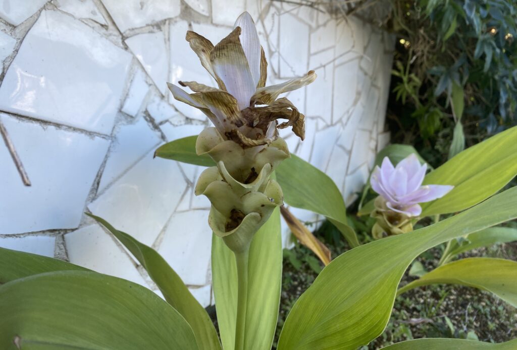Curcuma　クルクマ