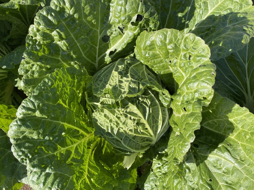 Chinese cabbage 白菜