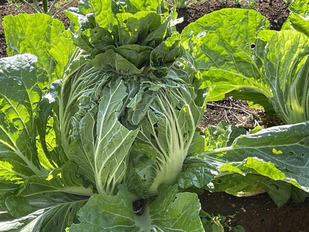 Chinese cabbage 白菜