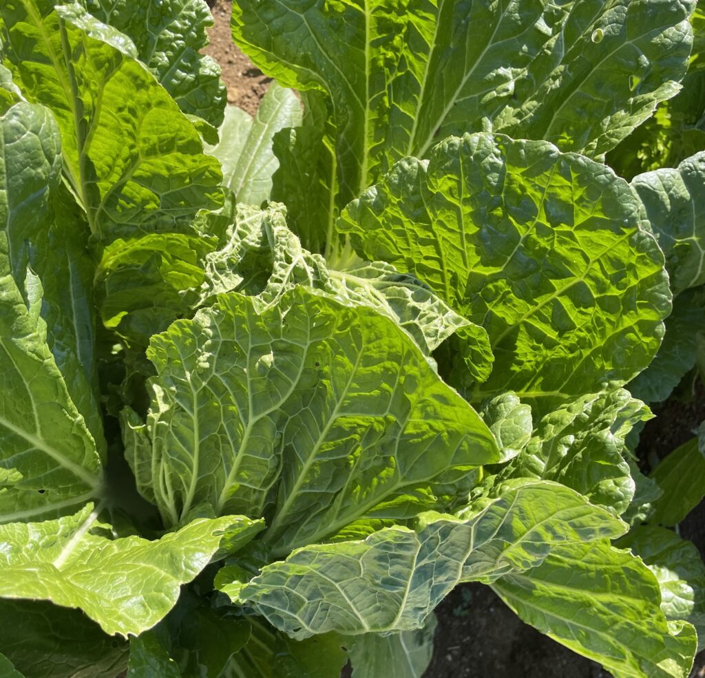 Chinese cabbage 白菜