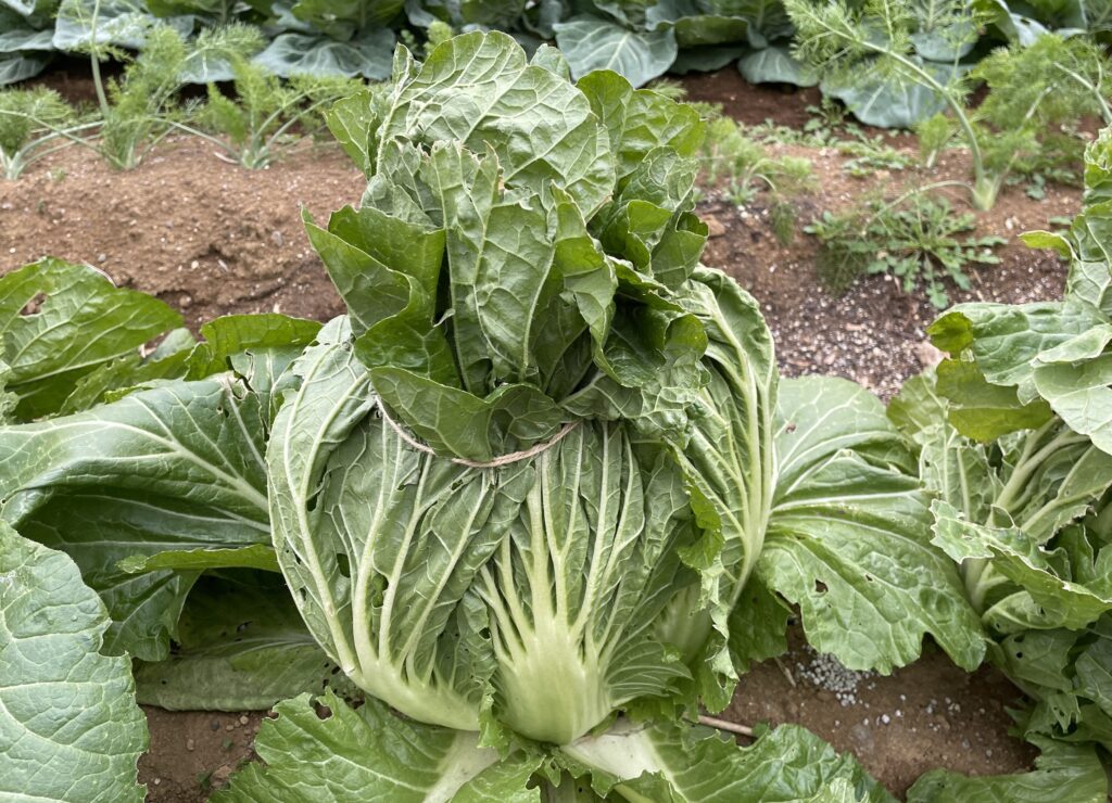 Chinese cabbage 白菜