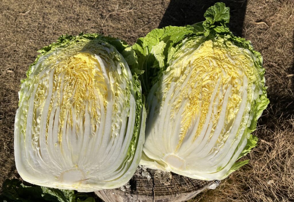 Chinese cabbage 白菜