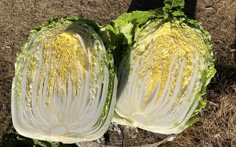 Chinese cabbage 白菜