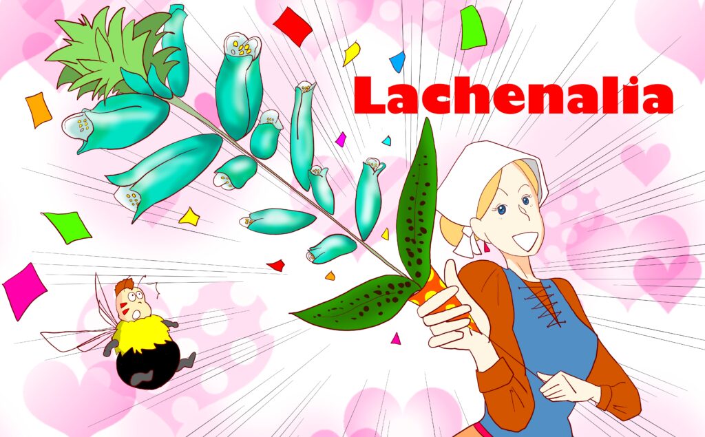 Lachenalia viridiflora　ラケナリア ヴィリディフローラ　ミーシャ＆ハチベエ