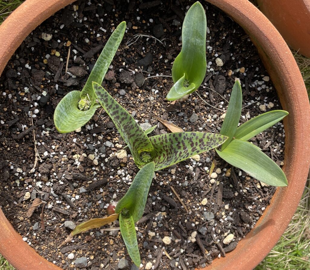 Lachenalia viridiflora　ラケナリア ヴィリディフローラ