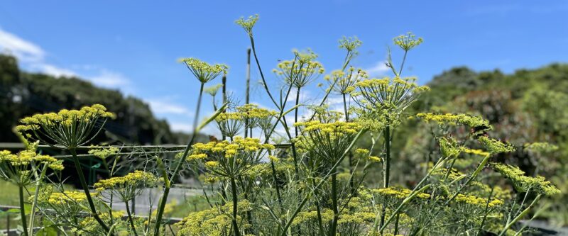 fennel　フィノッキオ（ウイキョウ）