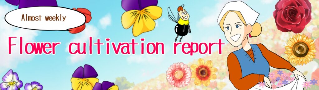 Almost weekly! Flower cultivation report