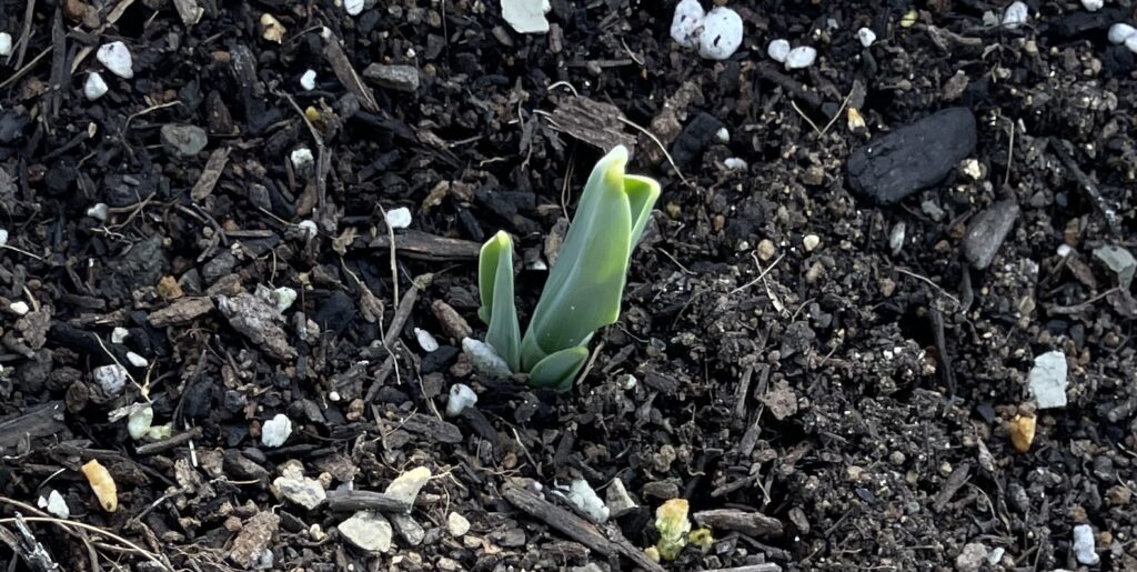 Galanthus　スノードロップ
