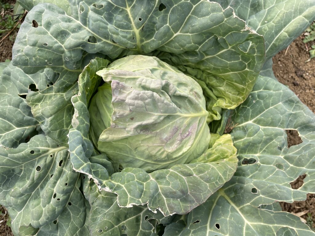 Cabbage キャベツ