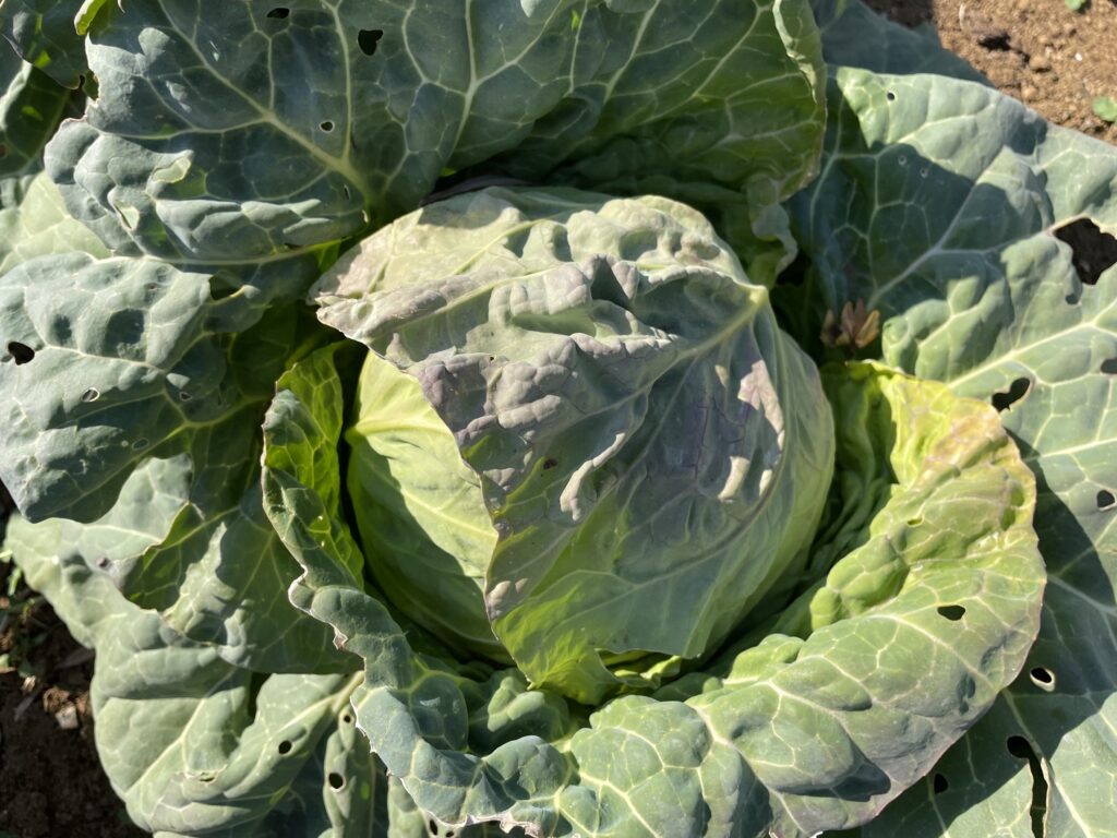 Cabbage キャベツ