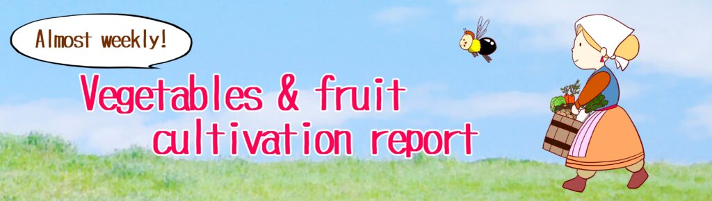 Almost weekly! Vegetable cultivation report