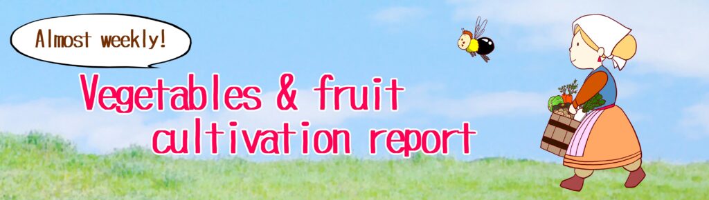 Almost weekly! Vegetable cultivation report