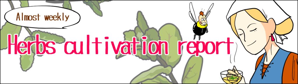 Almost weekly! Herb cultivation report